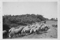 Datering 1945. Een kudde schapen